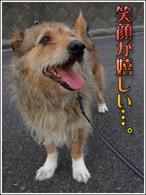 嬉しそうな犬