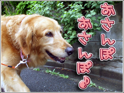 お散歩満喫中の犬