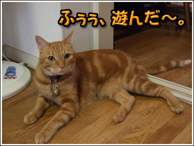 満足そうな猫