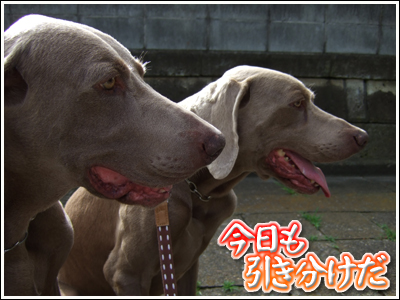 引き分け宣言の犬