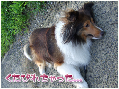 歩き疲れた犬