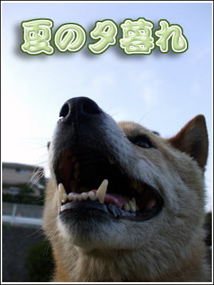 夕暮れの犬