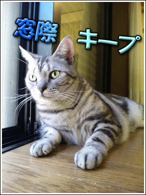 窓際の猫