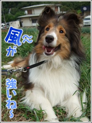 風を受ける犬