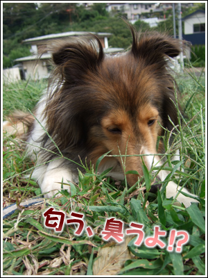 嗅ぐ犬