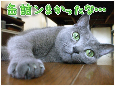 満足顔の猫