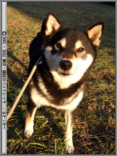 柴犬の写真